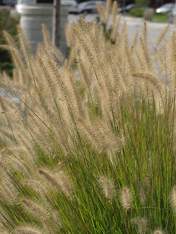 Hameln Dwarf Fountain Grass (Pennisetum alopecuroides 'Hameln') at Bast Brothers Garden Center