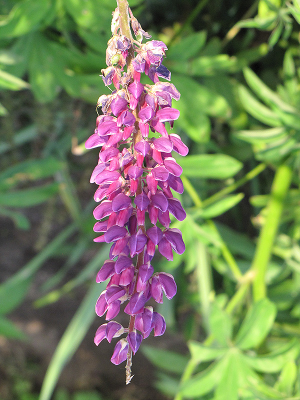 Common Lupine (Lupinus polyphyllus) at Bast Brothers Garden Center