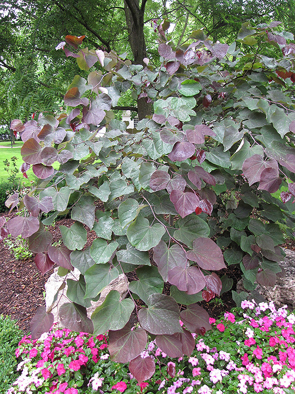 Forest Pansy Redbud (Cercis canadensis 'Forest Pansy') at Bast Brothers Garden Center