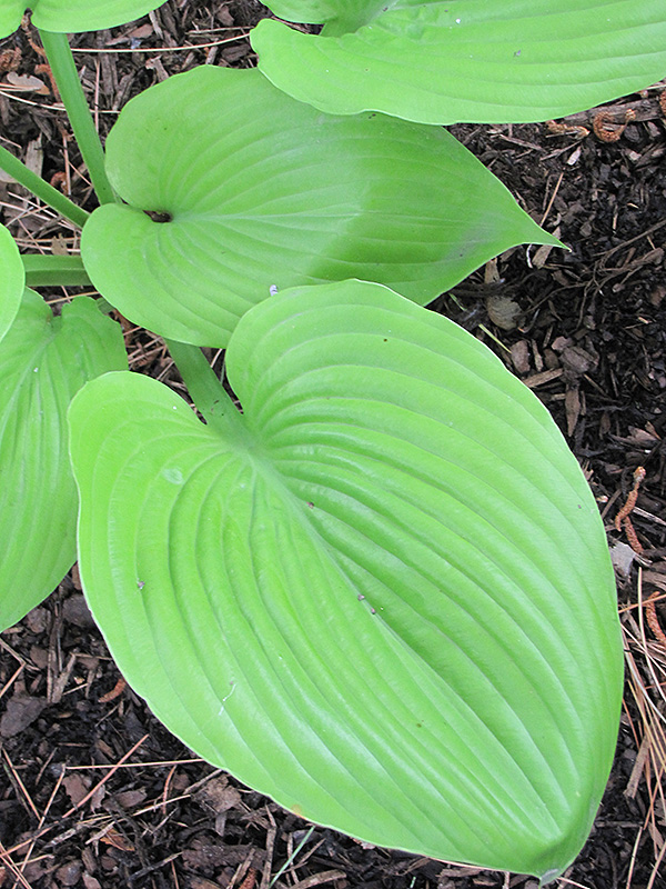 Sum and Substance Hosta (Hosta 'Sum and Substance') at Bast Brothers Garden Center