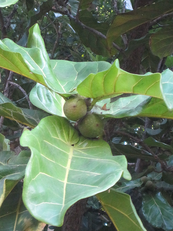 Fiddle Leaf Fig (Ficus lyrata) at Bast Brothers Garden Center