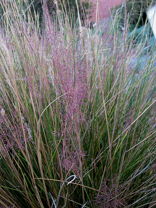 Pink Muhly Grass (Muhlenbergia capillaris 'Pink Muhly') at Bast Brothers Garden Center