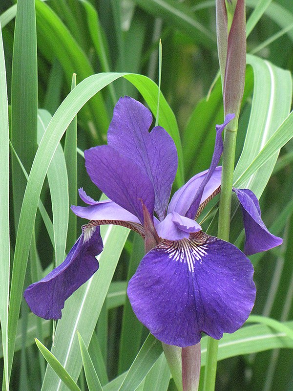 Caesar's Brother Siberian Iris (Iris sibirica 'Caesar's Brother') at Bast Brothers Garden Center