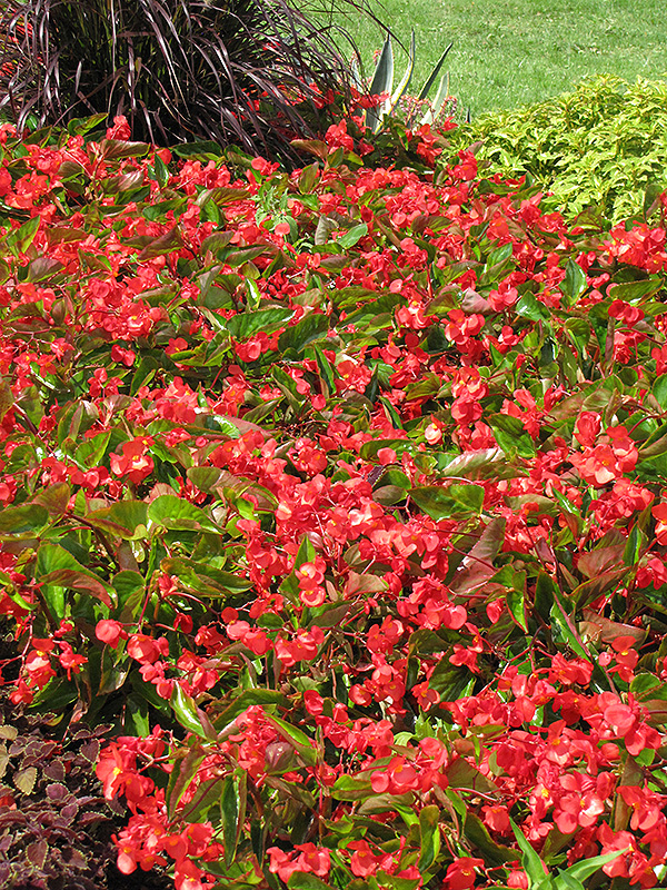 Dragon Wing Red Begonia (Begonia 'Dragon Wing Red') at Bast Brothers Garden Center