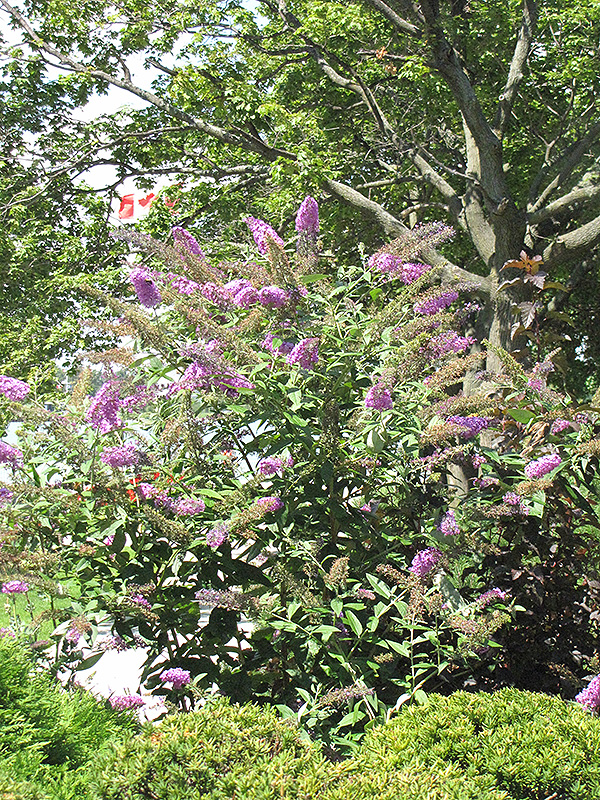 Pink Delight Butterfly Bush (Buddleia davidii 'Pink Delight') at Bast Brothers Garden Center