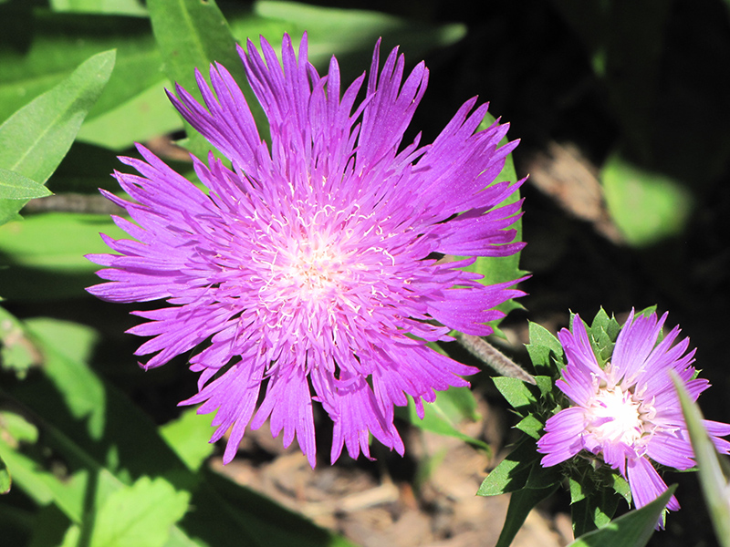 Stoke's Aster (Stokesia laevis) at Bast Brothers Garden Center