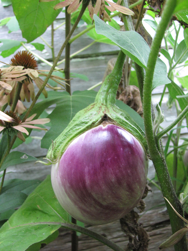 Rosa Bianca Eggplant (Solanum melongena 'Rosa Bianca') at Bast Brothers Garden Center