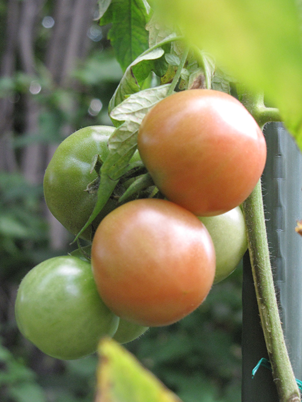 Better Boy Tomato (Solanum lycopersicum 'Better Boy') at Bast Brothers Garden Center