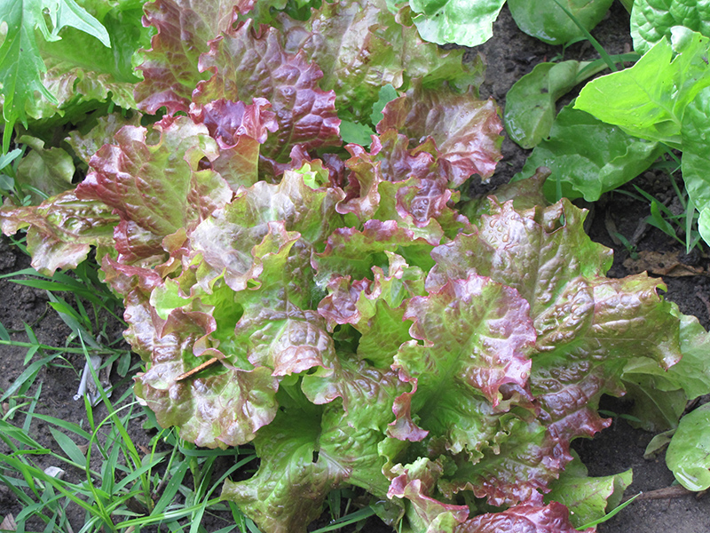 Red Salad Bowl Lettuce (Lactuca sativa var. crispa 'Red Salad Bowl') at Bast Brothers Garden Center