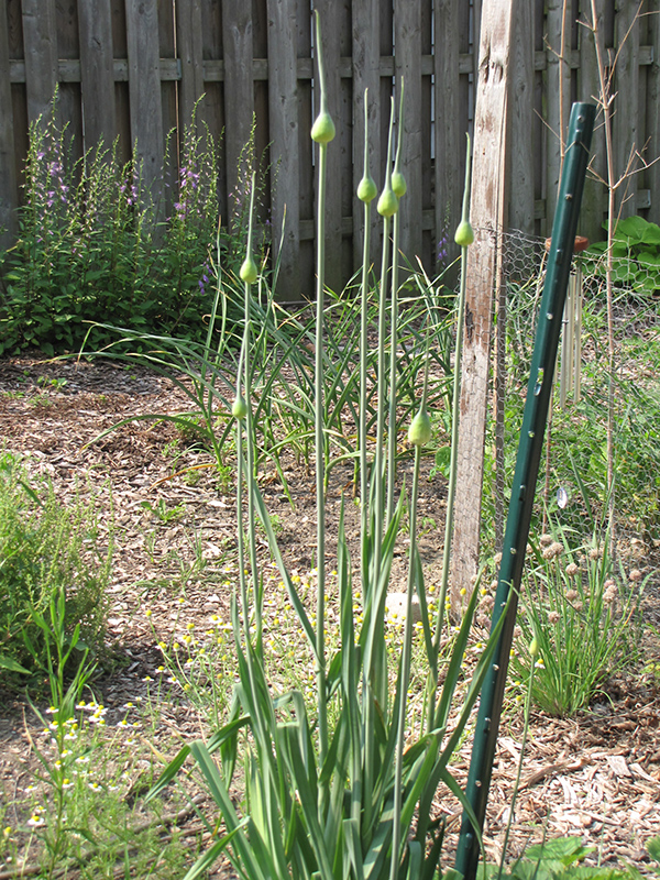 Garlic (Allium sativum) at Bast Brothers Garden Center