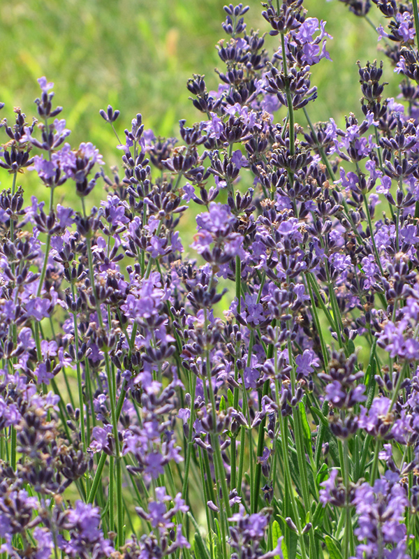 English Lavender (Lavandula angustifolia) at Bast Brothers Garden Center