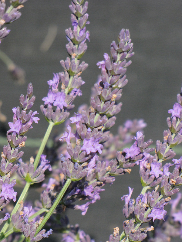Grosso Lavender (Lavandula x intermedia 'Grosso') at Bast Brothers Garden Center