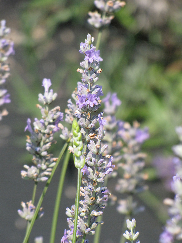 Provence Lavender (Lavandula x intermedia 'Provence') at Bast Brothers Garden Center