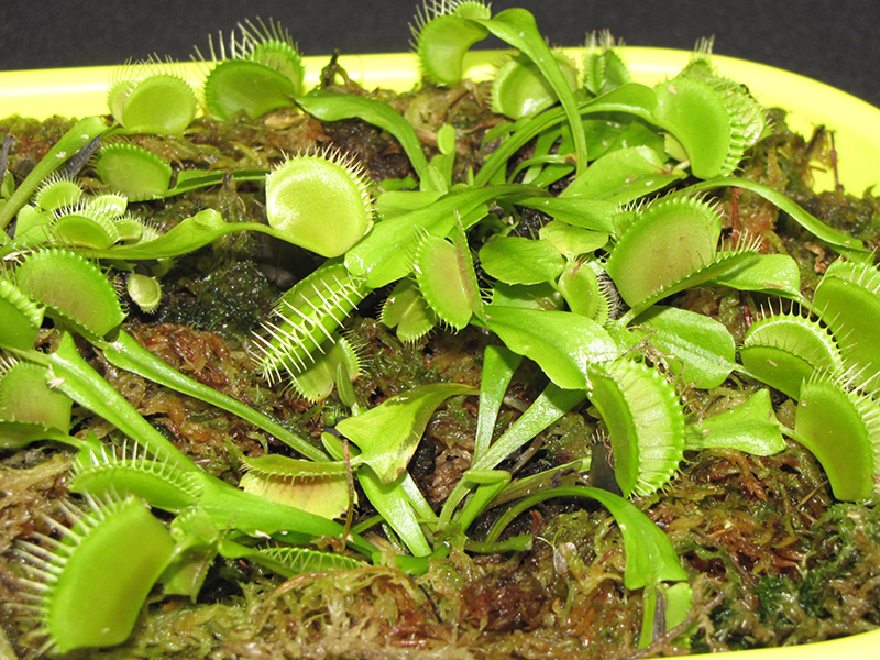 Venus Flytrap (Dionaea muscipula) at Bast Brothers Garden Center