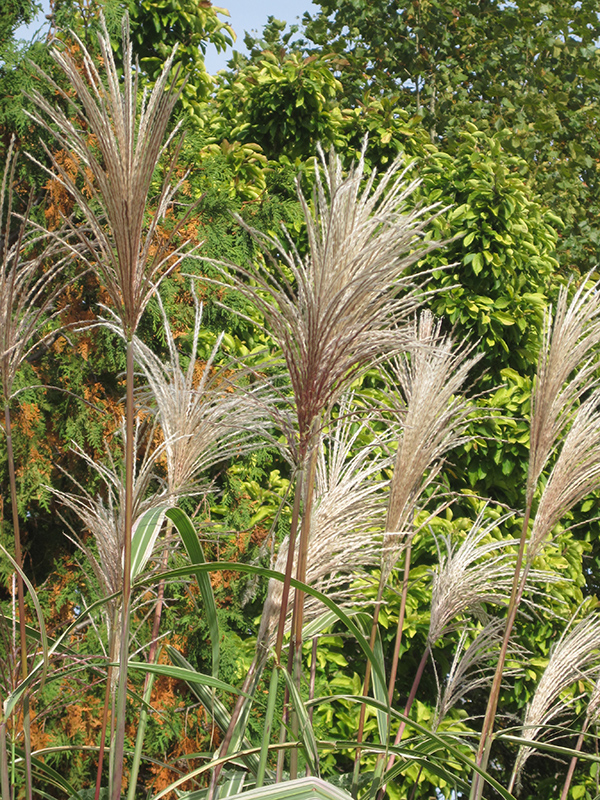 Variegated Silver Grass (Miscanthus sinensis 'Variegatus') at Bast Brothers Garden Center