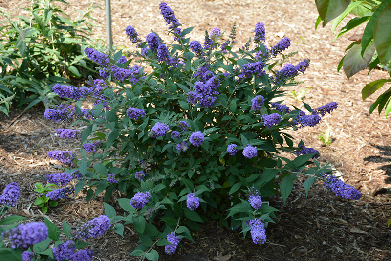 Lo & Behold Blue Chip Butterfly Bush (Buddleia 'Blue Chip') at Bast Brothers Garden Center