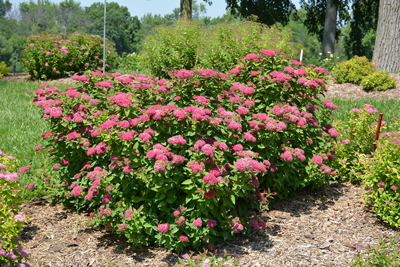 Double Play Red Spirea (Spiraea japonica 'SMNSJMFR') at Bast Brothers Garden Center