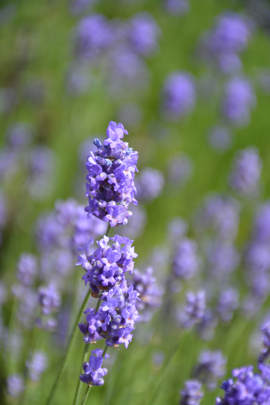 Hidcote Blue Lavender (Lavandula angustifolia 'Hidcote Blue') at Bast Brothers Garden Center