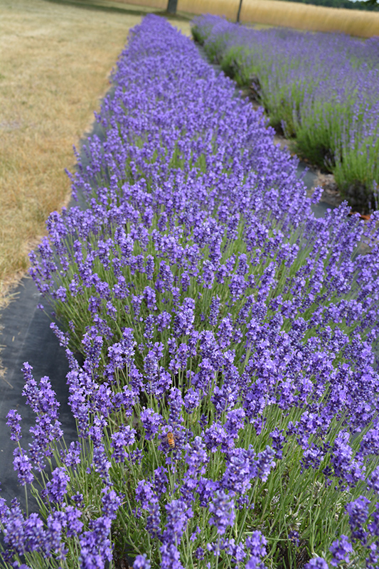 Hidcote Lavender (Lavandula angustifolia 'Hidcote') at Bast Brothers Garden Center