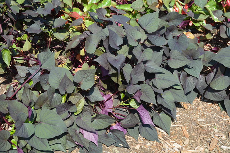 Black Heart Sweet Potato Vine (Ipomoea batatas 'Black Heart') at Bast Brothers Garden Center