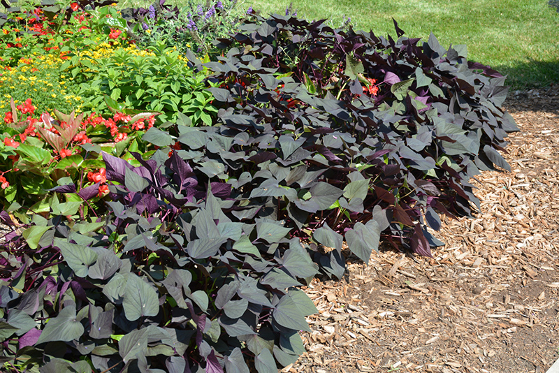 Black Heart Sweet Potato Vine (Ipomoea batatas 'Black Heart') at Bast Brothers Garden Center