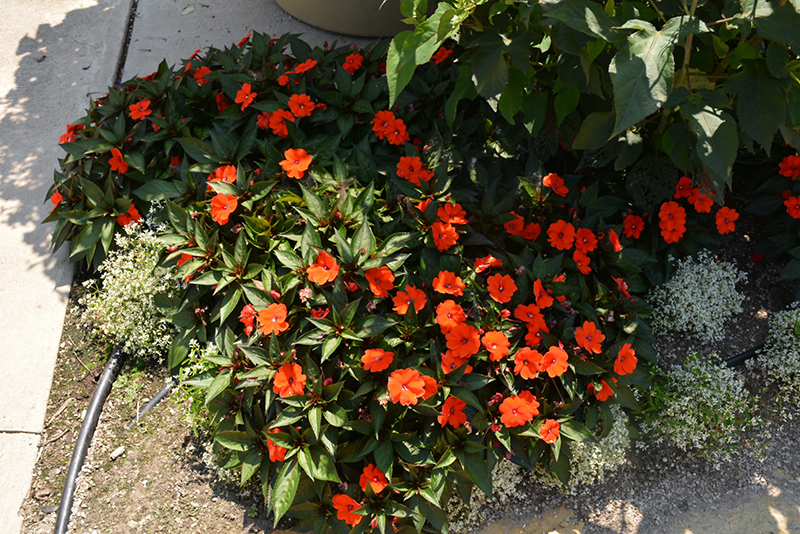 SunPatiens Compact Orange New Guinea Impatiens (Impatiens 'SakimP011') at Bast Brothers Garden Center