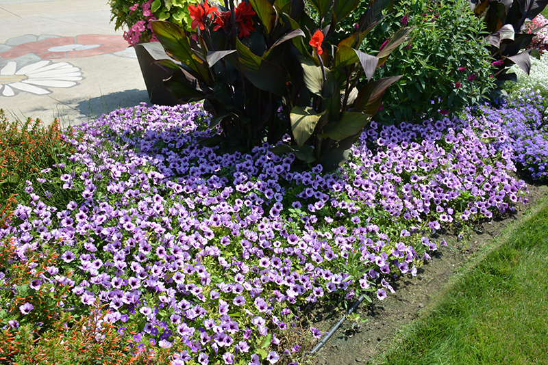 Supertunia Indigo Charm Petunia (Petunia 'Supertunia Indigo Charm') at Bast Brothers Garden Center