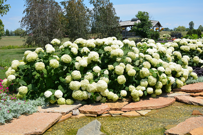 Incrediball Hydrangea (Hydrangea arborescens 'Abetwo') at Bast Brothers Garden Center