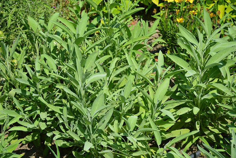 Common Sage (Salvia officinalis) at Bast Brothers Garden Center