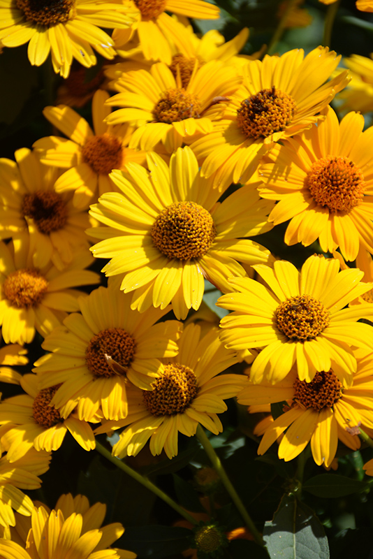 Tuscan Sun False Sunflower (Heliopsis helianthoides 'Tuscan Sun') at Bast Brothers Garden Center