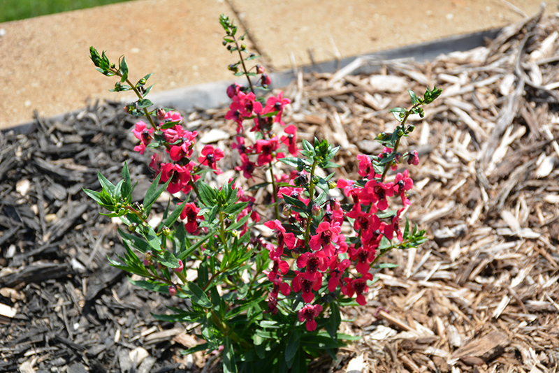Archangel Cherry Red Angelonia (Angelonia angustifolia 'Balarcher') at Bast Brothers Garden Center
