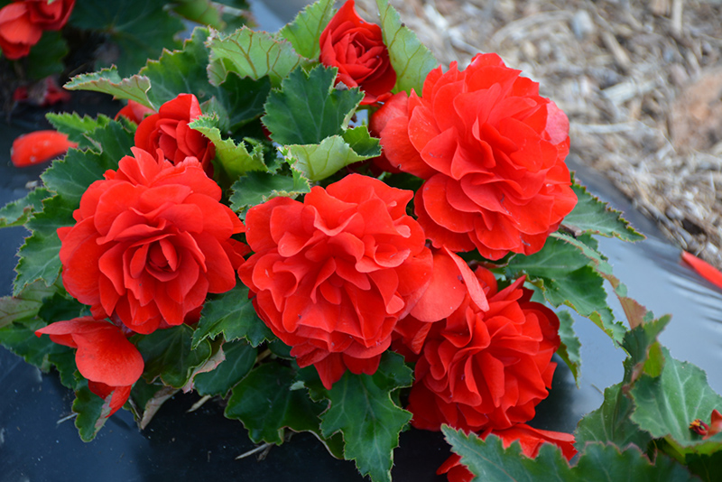 Nonstop Red Begonia (Begonia 'Nonstop Red') at Bast Brothers Garden Center