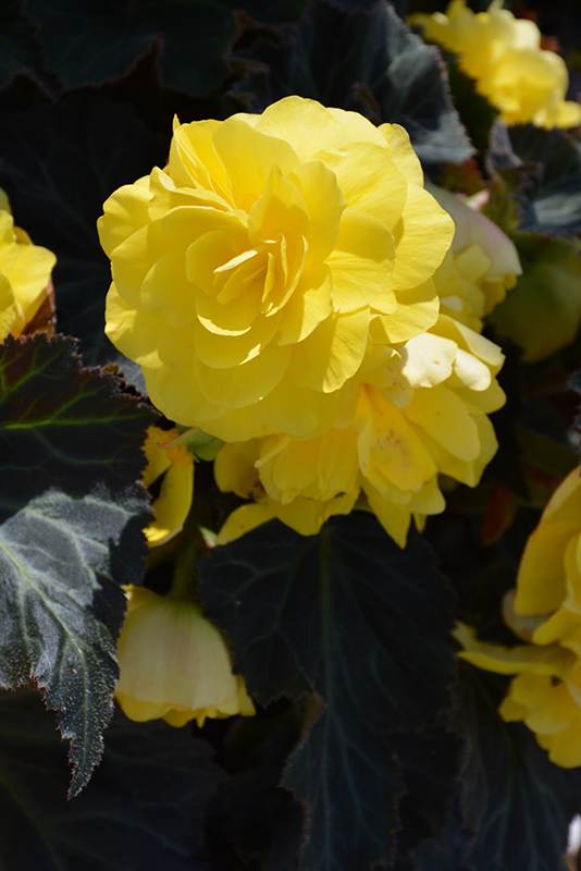 Nonstop Mocca Yellow Begonia (Begonia 'Nonstop Mocca Yellow') at Bast Brothers Garden Center