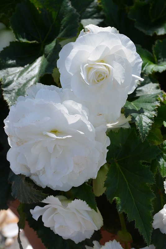 Nonstop White Begonia (Begonia 'Nonstop White') at Bast Brothers Garden Center