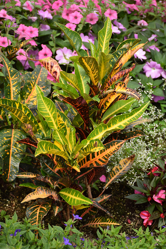 Variegated Croton (Codiaeum variegatum) at Bast Brothers Garden Center