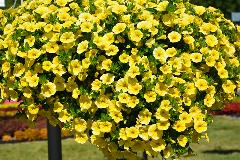 Aloha Canary Yellow Calibrachoa (Calibrachoa 'Aloha Canary Yellow') at Bast Brothers Garden Center