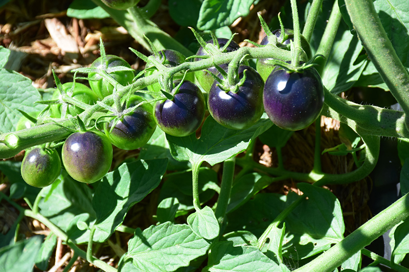 Midnight Snack Tomato (Solanum lycopersicum 'Midnight Snack') at Bast Brothers Garden Center
