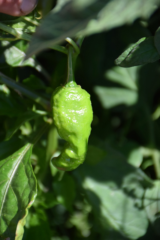 Ghost Hot Pepper (Capsicum chinense 'Ghost') at Bast Brothers Garden Center