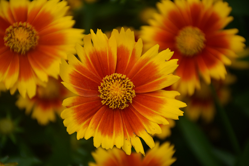 UpTick Gold and Bronze Tickseed (Coreopsis 'Baluptgonz') at Bast Brothers Garden Center