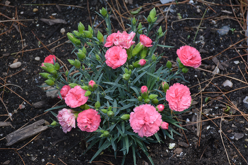 Fruit Punch Classic Coral Pinks (Dianthus 'Classic Coral') at Bast Brothers Garden Center