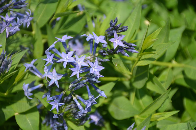 Blue Ice Star Flower (Amsonia tabernaemontana 'Blue Ice') at Bast Brothers Garden Center