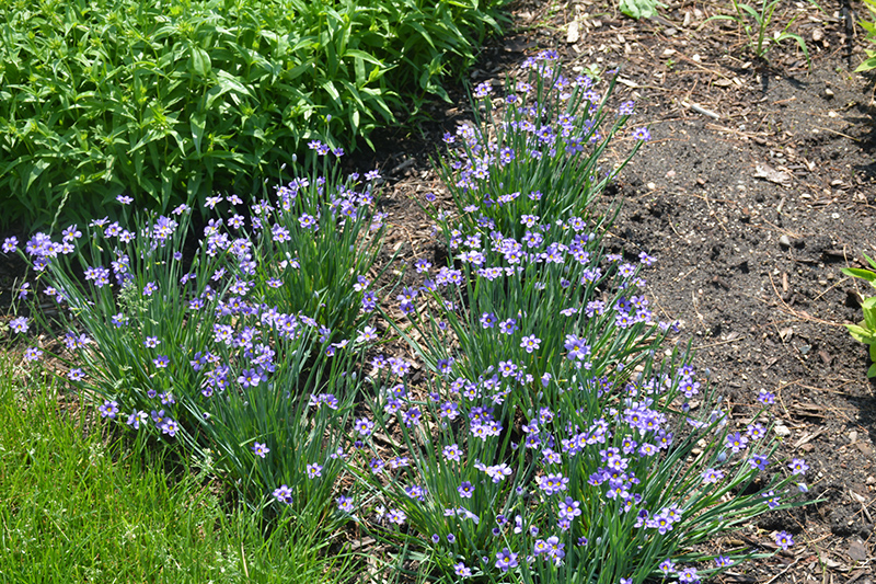 Lucerne Blue-Eyed Grass (Sisyrinchium angustifolium 'Lucerne') at Bast Brothers Garden Center