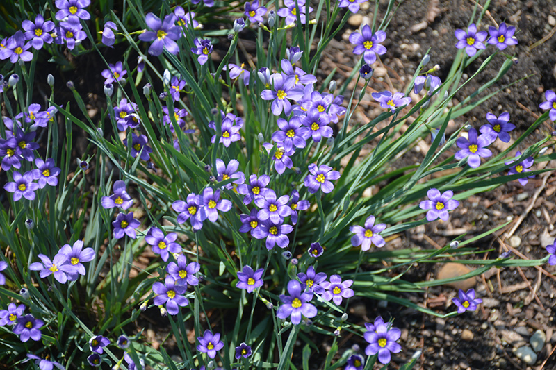 Lucerne Blue-Eyed Grass (Sisyrinchium angustifolium 'Lucerne') at Bast Brothers Garden Center