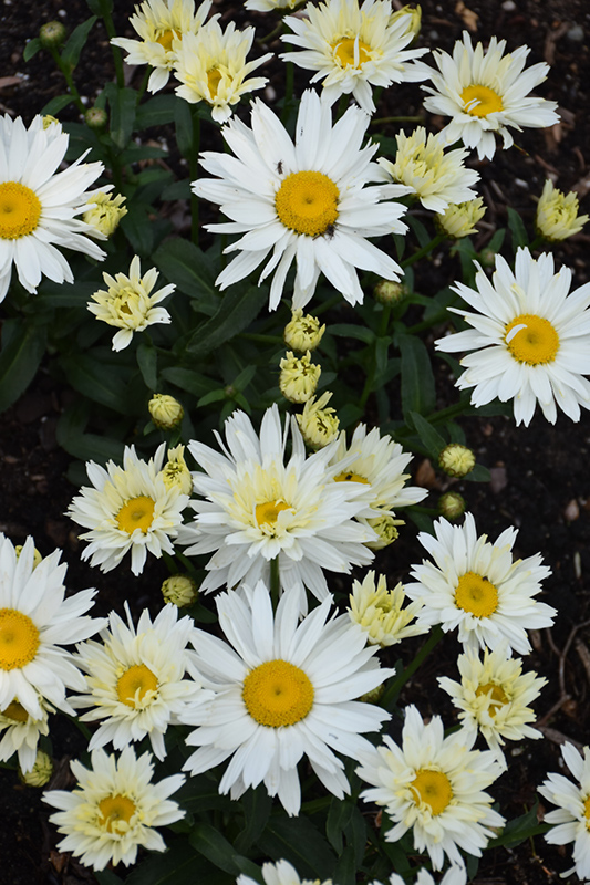 Cream Puff Shasta Daisy (Leucanthemum x superbum 'Cream Puff') at Bast Brothers Garden Center