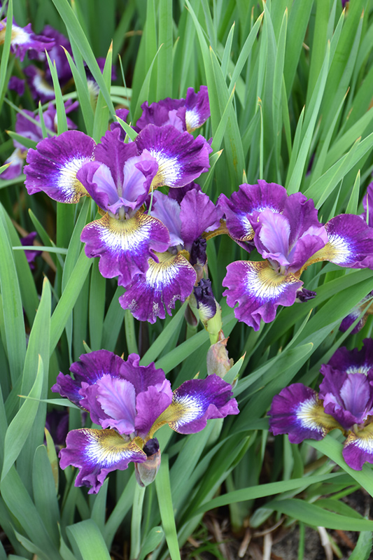Contrast In Styles Siberian Iris (Iris sibirica 'Contrast In Styles') at Bast Brothers Garden Center