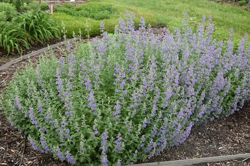 Walker's Low Catmint (Nepeta x faassenii 'Walker's Low') at Bast Brothers Garden Center