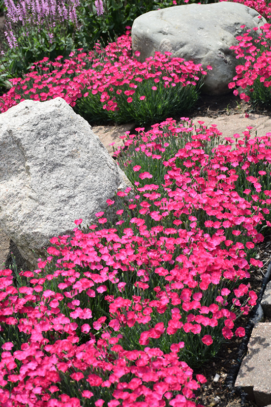 Paint The Town Magenta Pinks (Dianthus 'Paint The Town Magenta') at Bast Brothers Garden Center