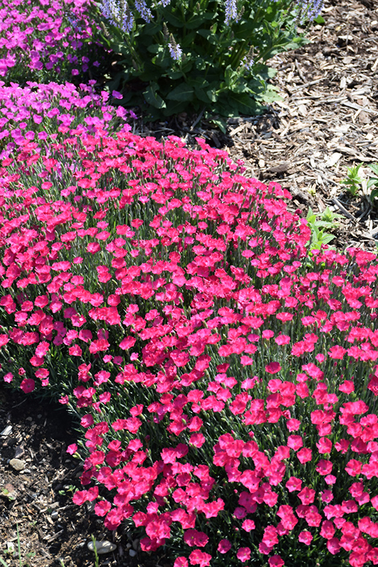 Paint The Town Magenta Pinks (Dianthus 'Paint The Town Magenta') at Bast Brothers Garden Center