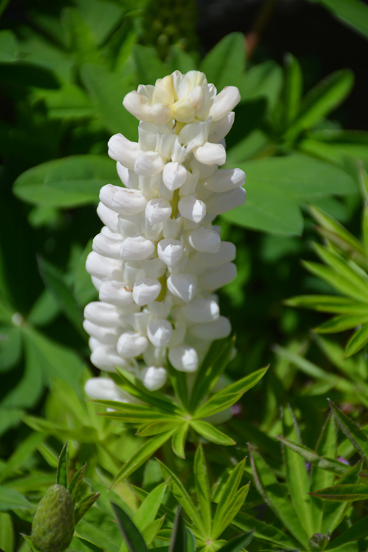 Gallery White Lupine (Lupinus 'Gallery White') at Bast Brothers Garden Center