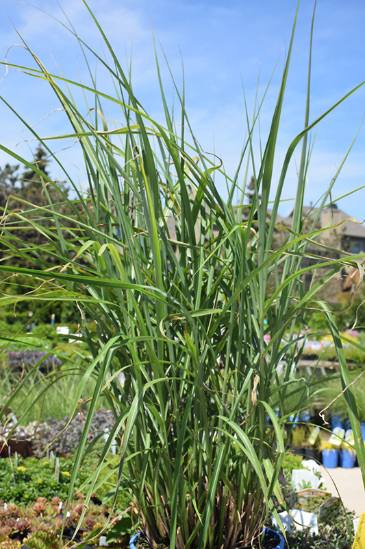 My Fair Maiden Maiden Grass (Miscanthus sinensis 'NCMS1') at Bast Brothers Garden Center